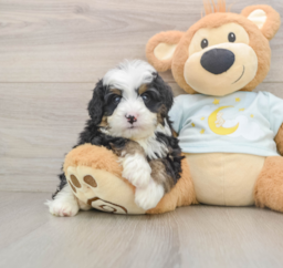 7 week old Mini Bernedoodle Puppy For Sale - Lone Star Pups