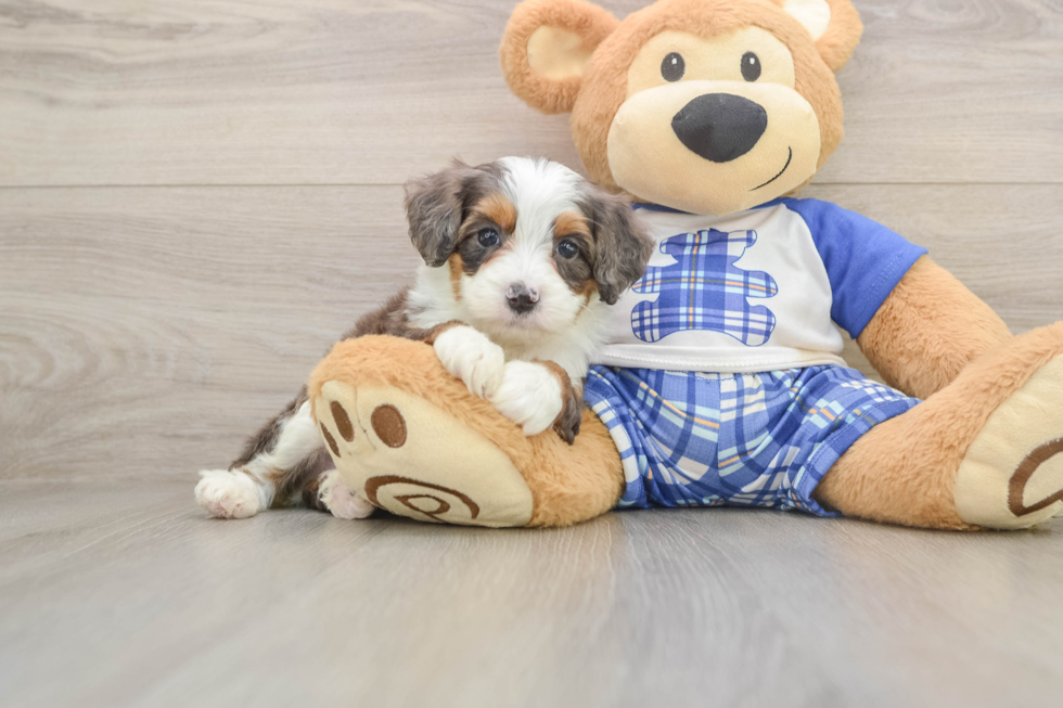 Mini Bernedoodle Puppy for Adoption