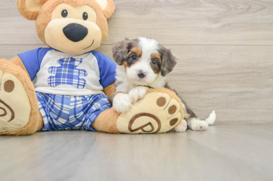 Mini Bernedoodle Pup Being Cute