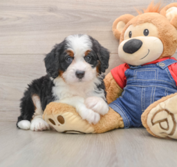5 week old Mini Bernedoodle Puppy For Sale - Lone Star Pups