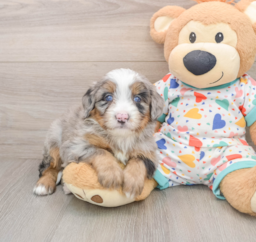 6 week old Mini Bernedoodle Puppy For Sale - Lone Star Pups