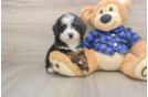 Mini Bernedoodle Puppy for Adoption