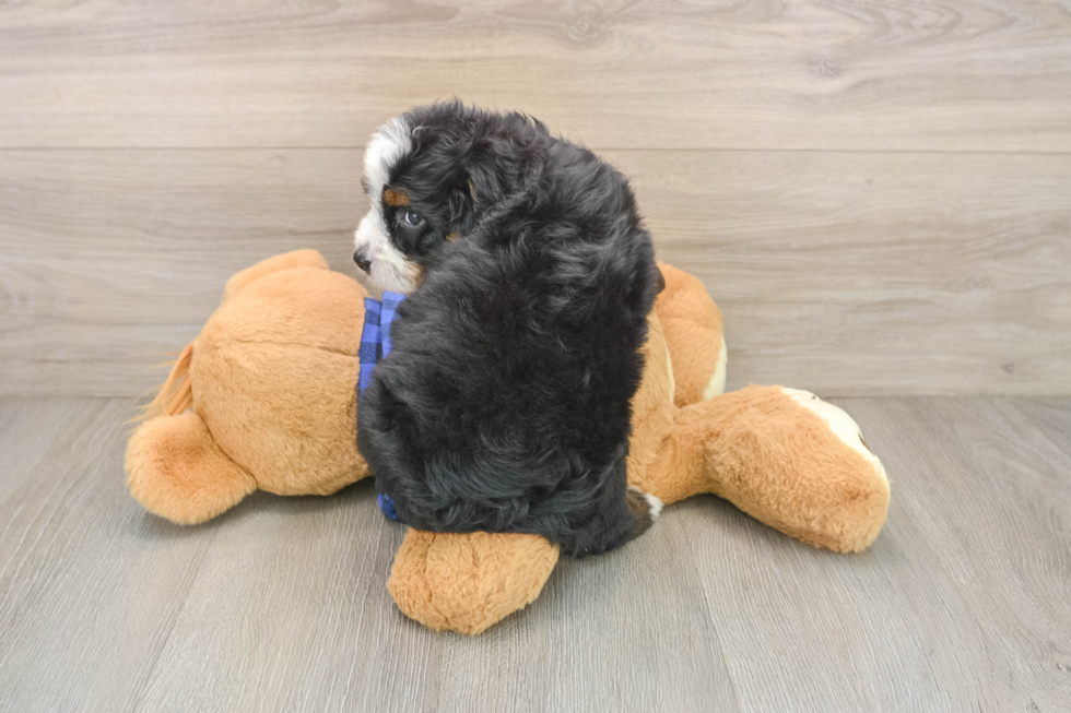 Mini Bernedoodle Pup Being Cute