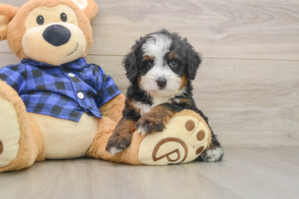 Petite Mini Bernedoodle Poodle Mix Pup