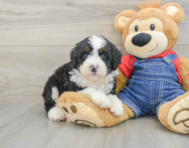 7 week old Mini Bernedoodle Puppy For Sale - Lone Star Pups