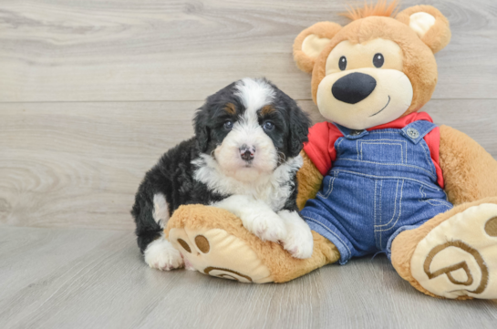 Mini Bernedoodle Puppy for Adoption