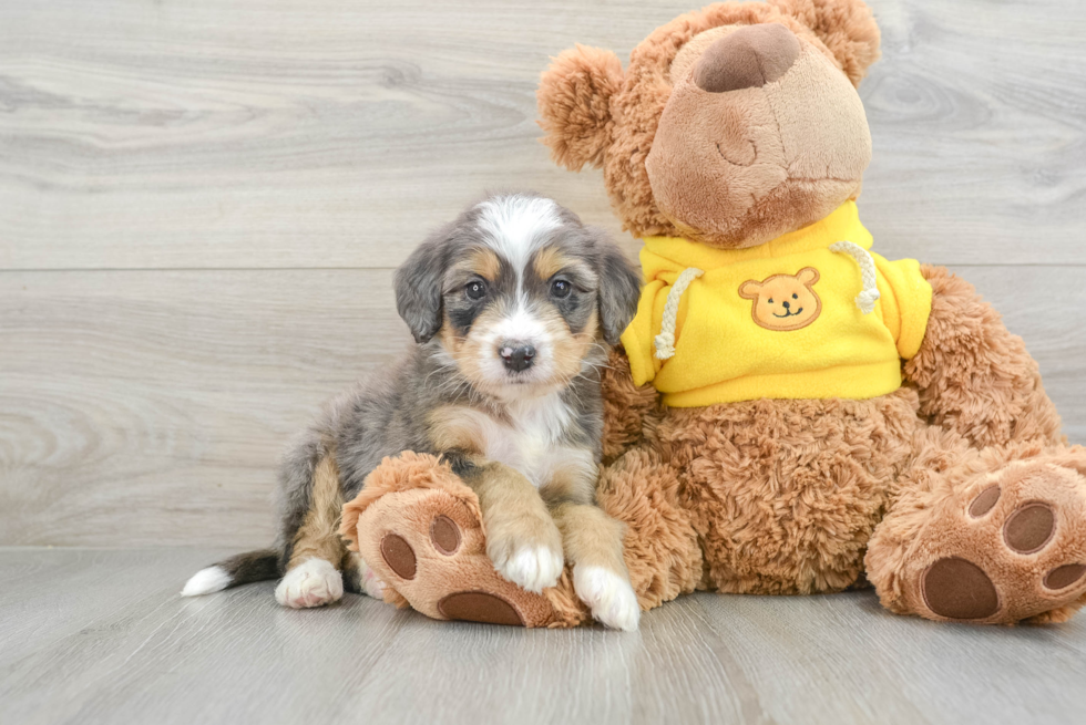 Playful Mini Bernesepoo Poodle Mix Puppy