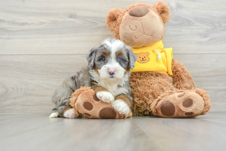 Funny Mini Bernedoodle Poodle Mix Pup