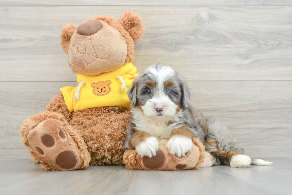 Smart Mini Bernedoodle Poodle Mix Pup