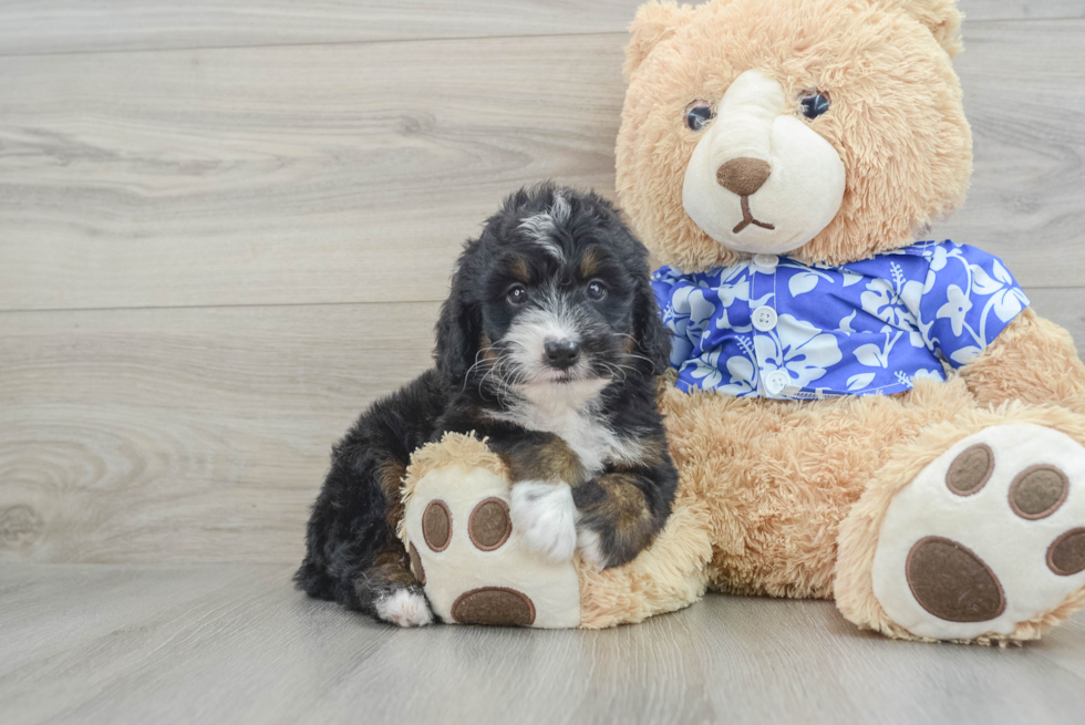 Playful Mini Berniedoodle Poodle Mix Puppy