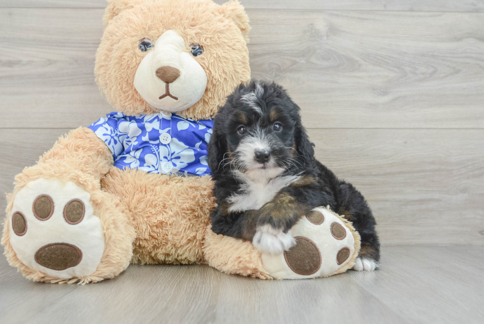 Little Mini Bernadoodle Poodle Mix Puppy