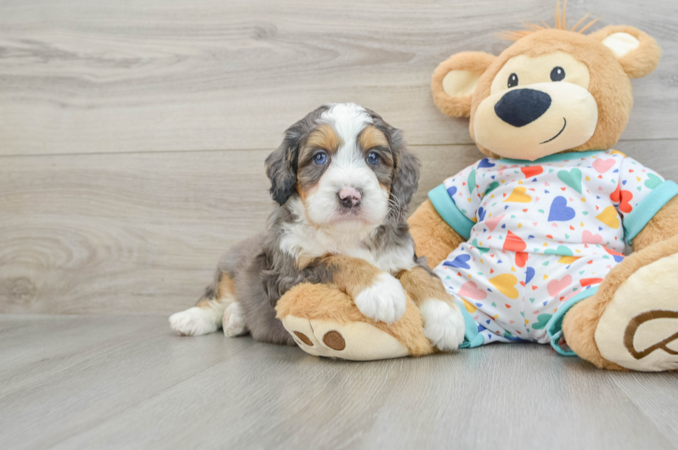 6 week old Mini Bernedoodle Puppy For Sale - Lone Star Pups