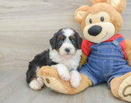7 week old Mini Bernedoodle Puppy For Sale - Lone Star Pups