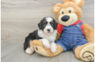Happy Mini Bernedoodle Baby