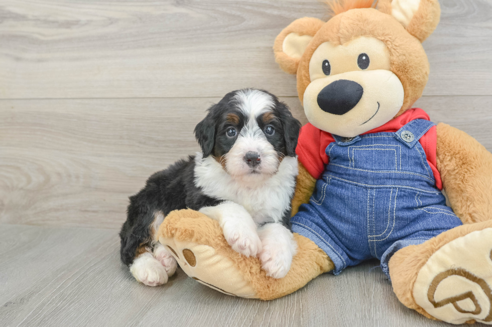 Happy Mini Bernedoodle Baby