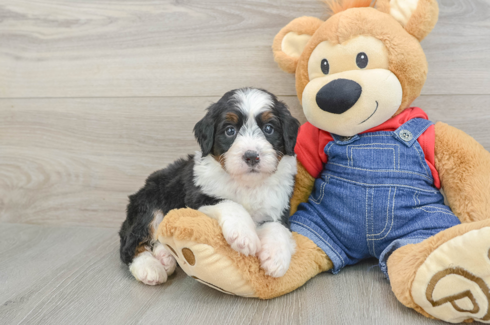 5 week old Mini Bernedoodle Puppy For Sale - Lone Star Pups