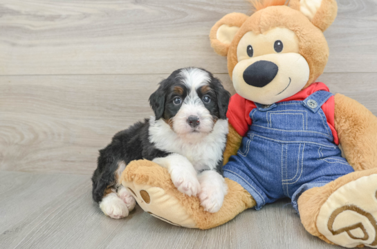 Happy Mini Bernedoodle Baby