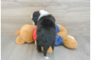 Best Mini Bernedoodle Baby