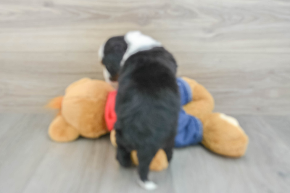 Best Mini Bernedoodle Baby