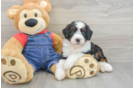 Mini Bernedoodle Puppy for Adoption