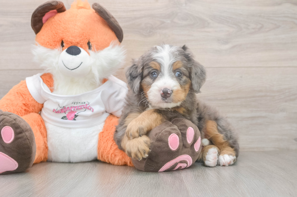 5 week old Mini Bernedoodle Puppy For Sale - Lone Star Pups