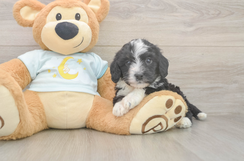 5 week old Mini Bernedoodle Puppy For Sale - Lone Star Pups