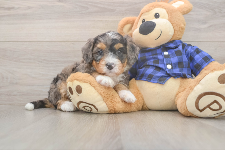 Mini Bernedoodle Pup Being Cute