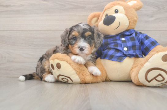 6 week old Mini Bernedoodle Puppy For Sale - Lone Star Pups Mini Bernedoodle Pup Being Cute