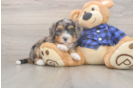 Meet Dawson - our Mini Bernedoodle Puppy Photo  1/3 - Lone Star Pups Mini Bernedoodle Pup Being Cute