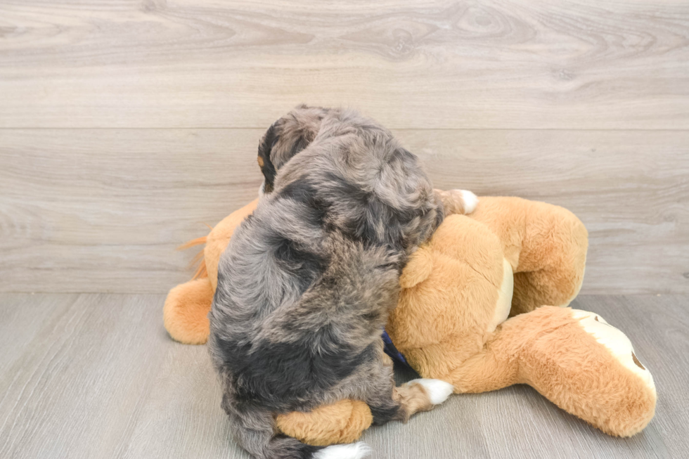 Meet Dawson - our Mini Bernedoodle Puppy Photo  3/3 - Lone Star Pups Popular Mini Bernedoodle Poodle Mix Pup