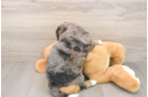 Meet Dawson - our Mini Bernedoodle Puppy Photo  3/3 - Lone Star Pups Popular Mini Bernedoodle Poodle Mix Pup