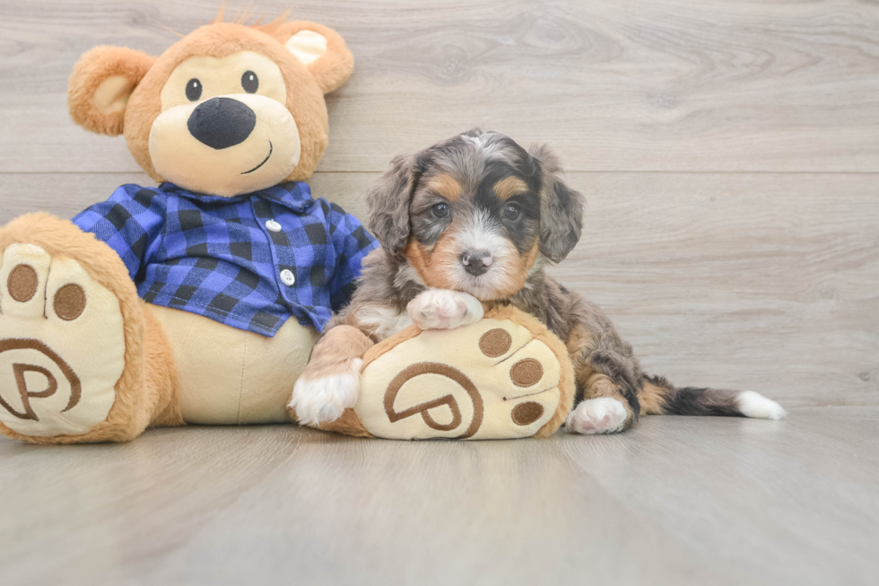 Meet Dawson - our Mini Bernedoodle Puppy Photo  2/3 - Lone Star Pups Mini Bernedoodle Puppy for Adoption
