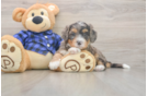 Meet Dawson - our Mini Bernedoodle Puppy Photo  2/3 - Lone Star Pups Mini Bernedoodle Puppy for Adoption