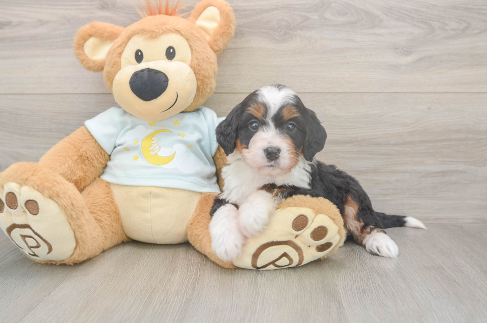 5 week old Mini Bernedoodle Puppy For Sale - Lone Star Pups