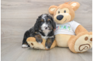 Adorable Mini Bernesepoo Poodle Mix Puppy