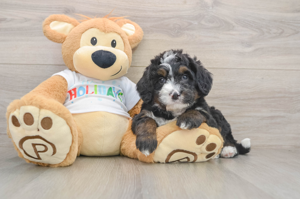 5 week old Mini Bernedoodle Puppy For Sale - Lone Star Pups