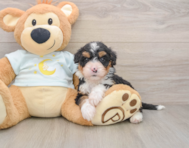 5 week old Mini Bernedoodle Puppy For Sale - Lone Star Pups