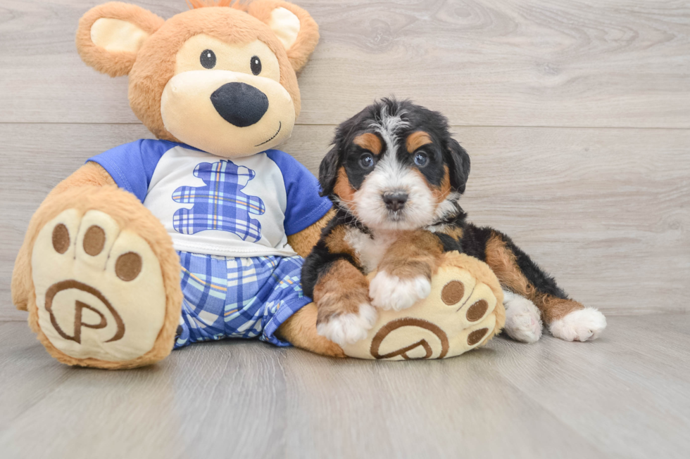Small Mini Bernedoodle Baby