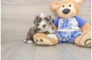 Mini Bernedoodle Pup Being Cute