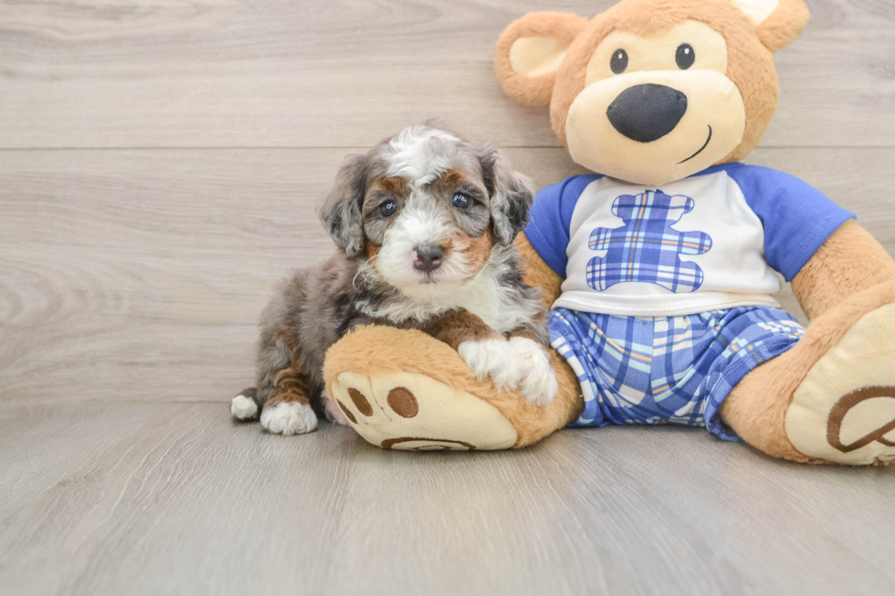 Mini Bernedoodle Pup Being Cute