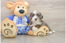Best Mini Bernedoodle Baby