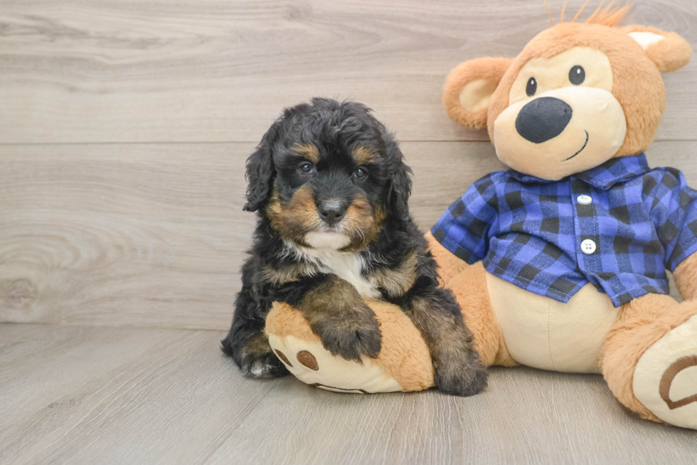 Small Mini Bernedoodle Baby