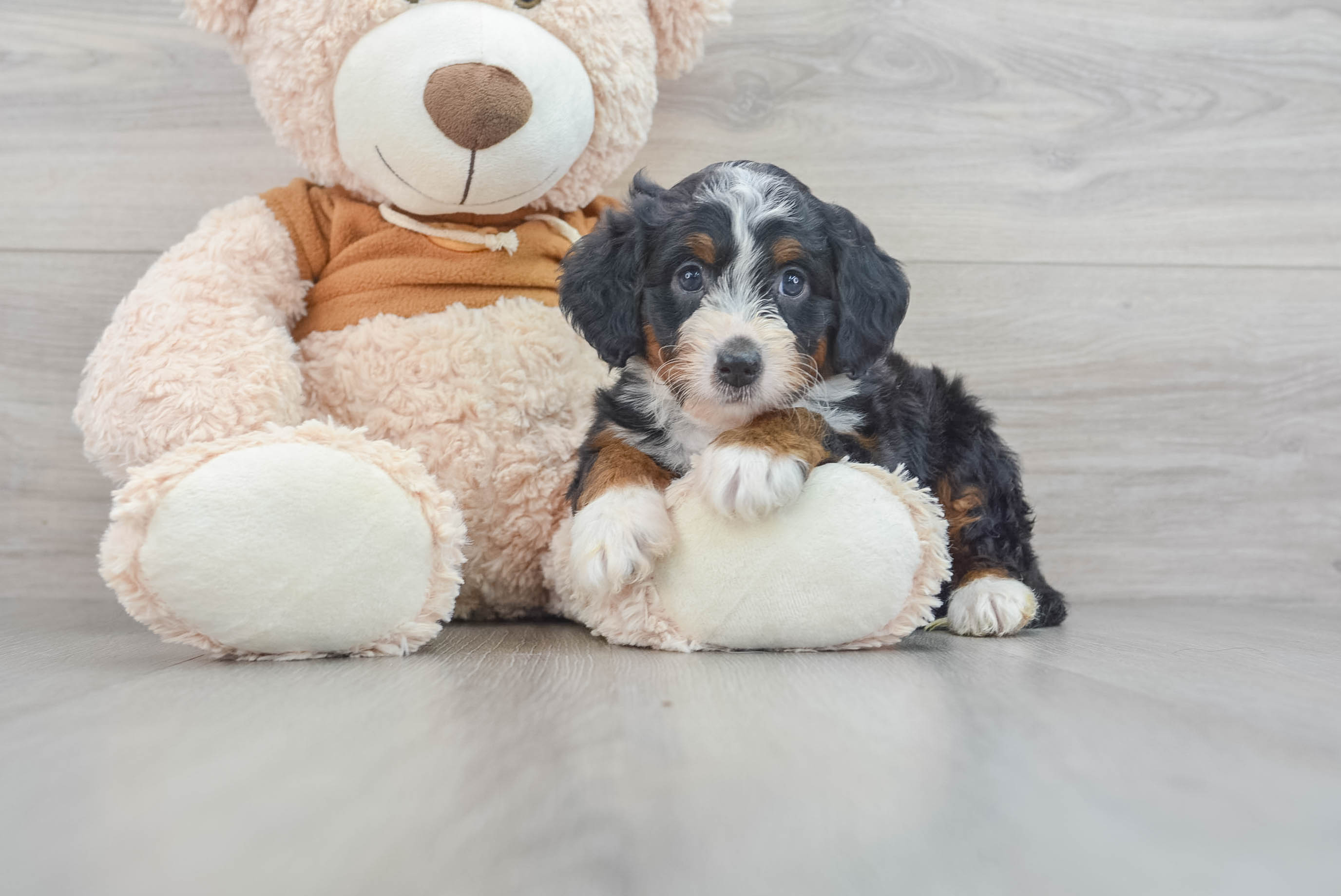 Best Mini Bernedoodle Baby