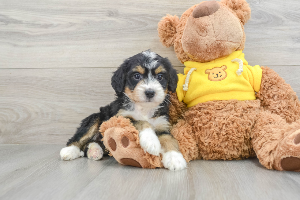 Cute Mini Bernedoodle Baby