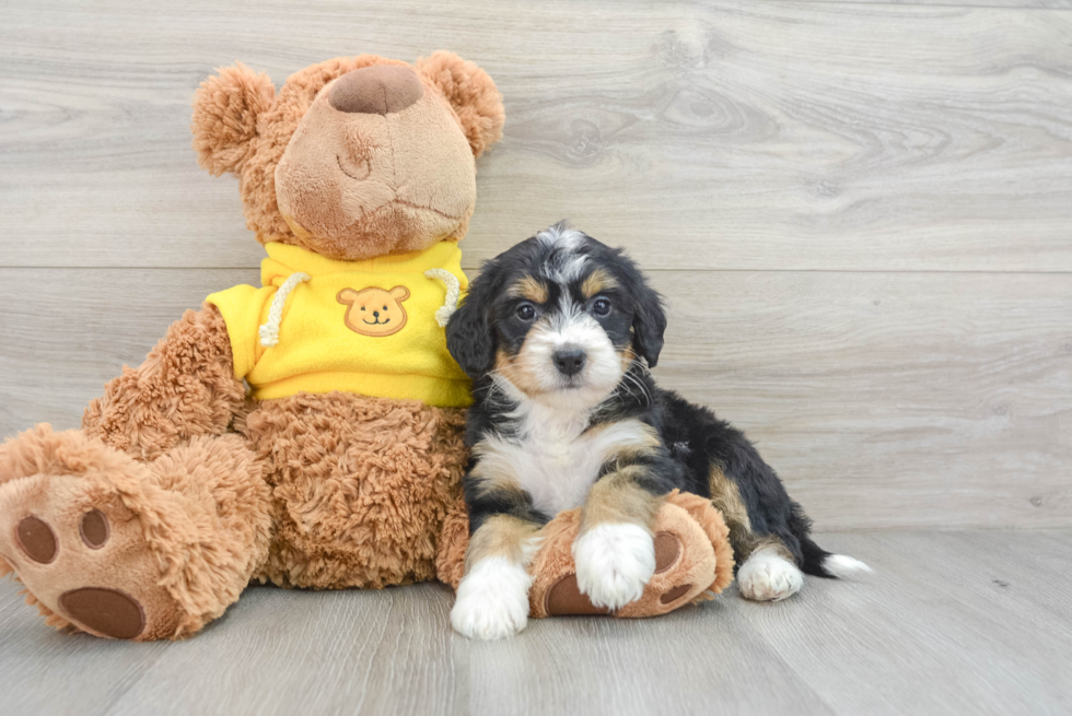 Sweet Mini Bernedoodle Baby