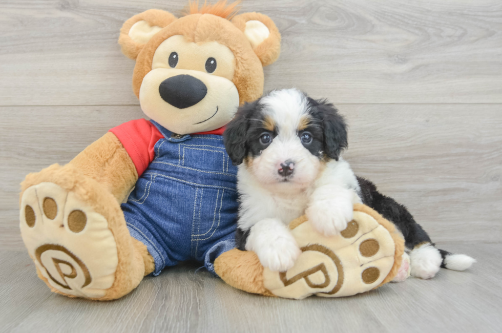 5 week old Mini Bernedoodle Puppy For Sale - Lone Star Pups