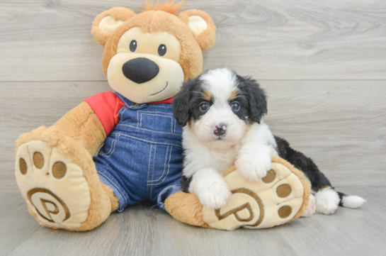 Mini Bernedoodle Pup Being Cute