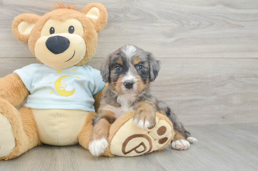 6 week old Mini Bernedoodle Puppy For Sale - Lone Star Pups