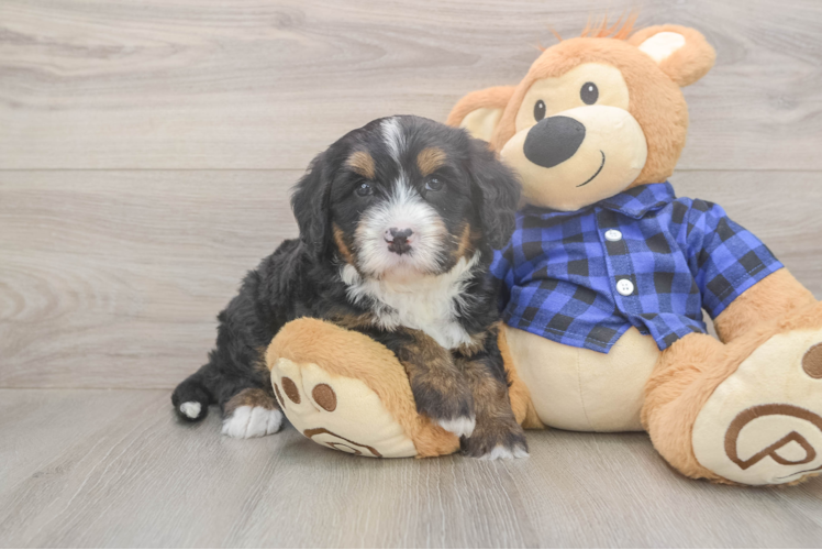 Friendly Mini Bernedoodle Baby
