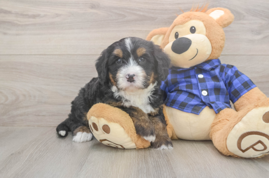 6 week old Mini Bernedoodle Puppy For Sale - Lone Star Pups Friendly Mini Bernedoodle Baby